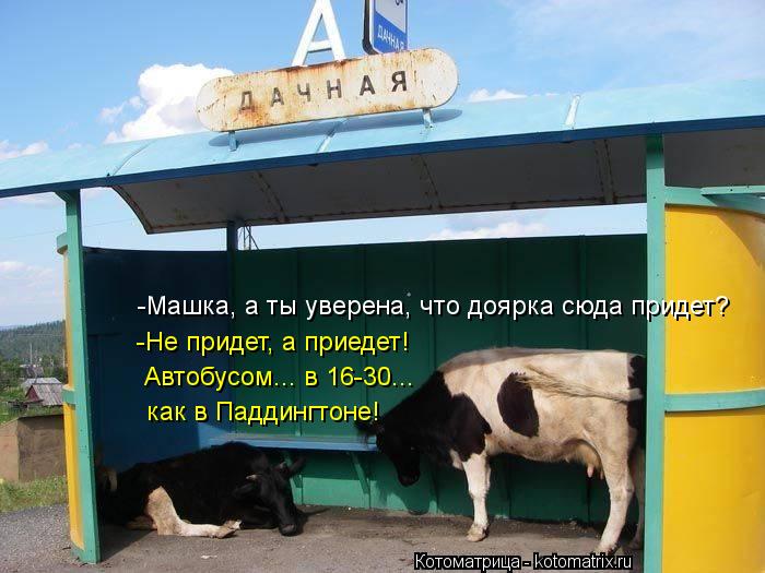 Котоматрица: -Машка, а ты уверена, что доярка сюда придет? -Не придет, а приедет! Автобусом... в 16-30... как в Паддингтоне!