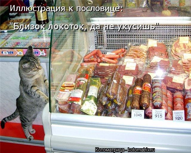 Котоматрица: Иллюстрация к пословице: "Близок локоток, да не укусишь"