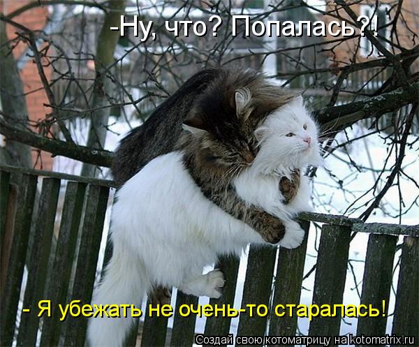 Котоматрица: -Ну, что? Попалась?! - Я убежать не очень-то старалась!