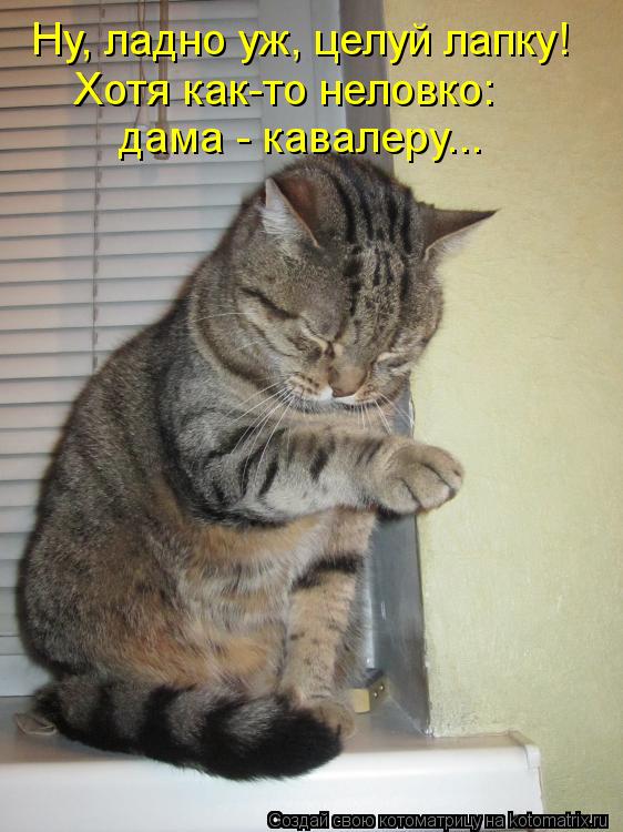 Ну, ладно уж, целуй лапку! дама - кавалеру... Хотя как-то неловко:... Котоматрица: Ну, ладно уж, целуй лапку! дама - кавалеру... Хотя как-то неловко: