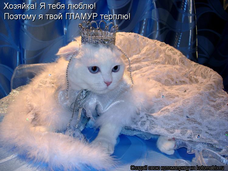 Котоматрица: Хозяйка! Я тебя люблю! Поэтому я твой ГЛАМУР терплю!