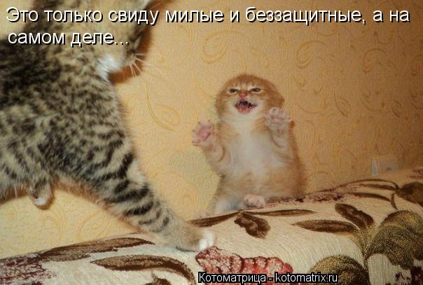 Котоматрица: Это только свиду милые и беззащитные, а на  самом деле...