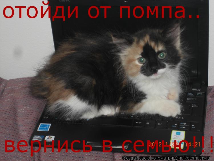 Котоматрица: отойди от помпа.. вернись в семью!!!