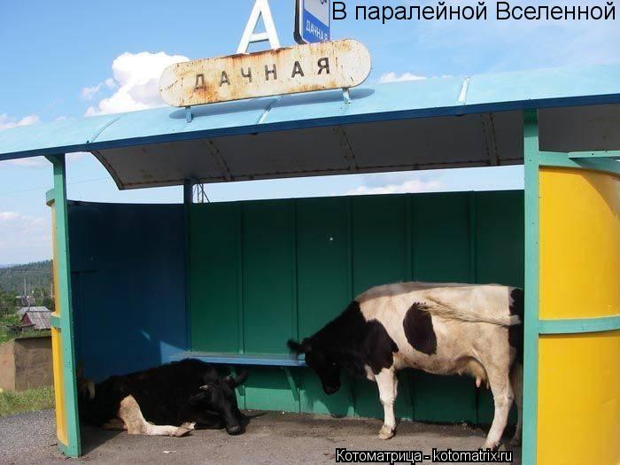 Котоматрица: В паралейной Вселенной