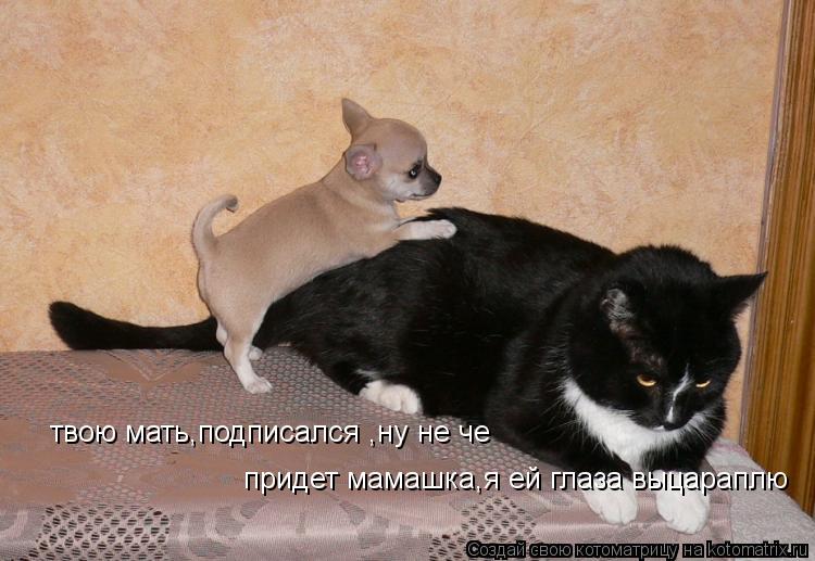 Котоматрица: твою мать,подписался ,ну не че твою мать,подписался ,ну не че придет мамашка,я ей глаза выцараплю придет мамашка,я ей глаза выцараплю