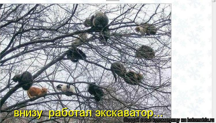 Котоматрица: внизу  работал экскаватор...