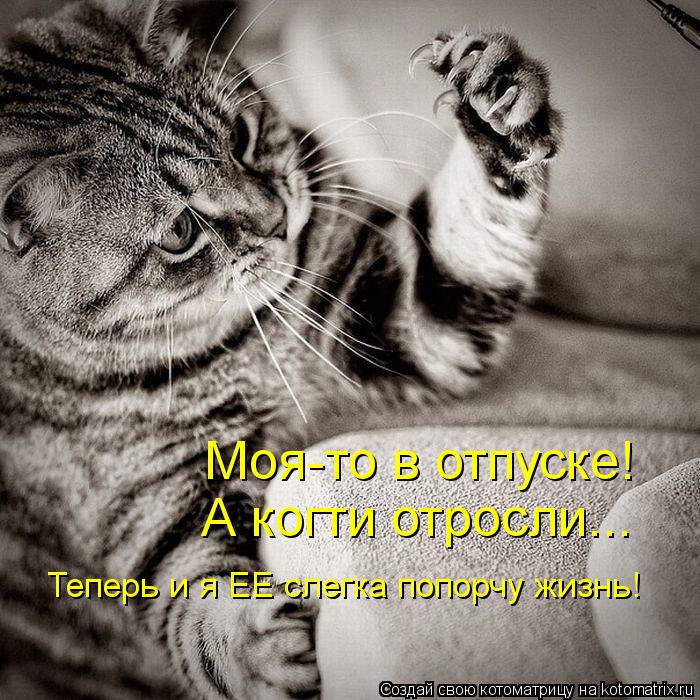 Котоматрица: Моя-то в отпуске!  А когти отросли... Теперь и я ЕЕ слегка попорчу жизнь!