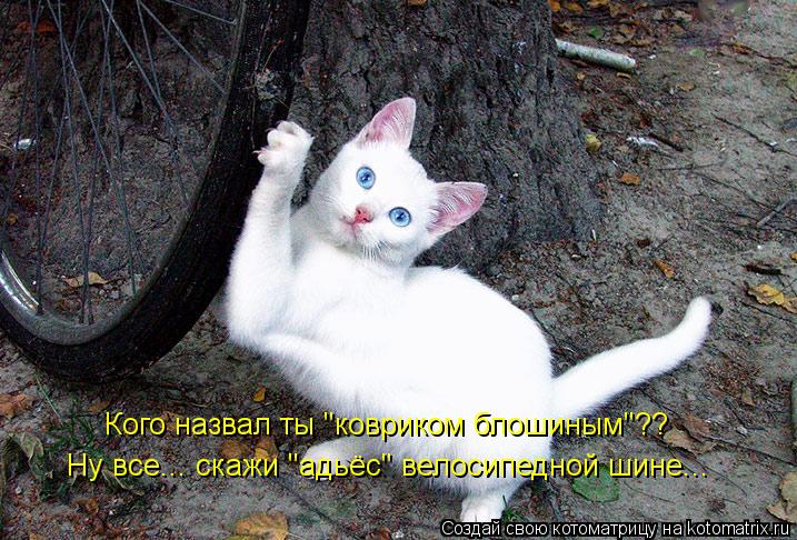Кого назвал ты "ковриком блошиным"?? Ну все... скажи "адьёс" велосипедной шине...... Котоматрица: Кого назвал ты "ковриком блошиным"?? Ну все... скажи "адьёс" велосипедной шине...