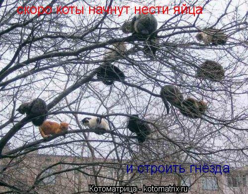 Котоматрица: скоро коты начнут нести яйца и строить гнёзда