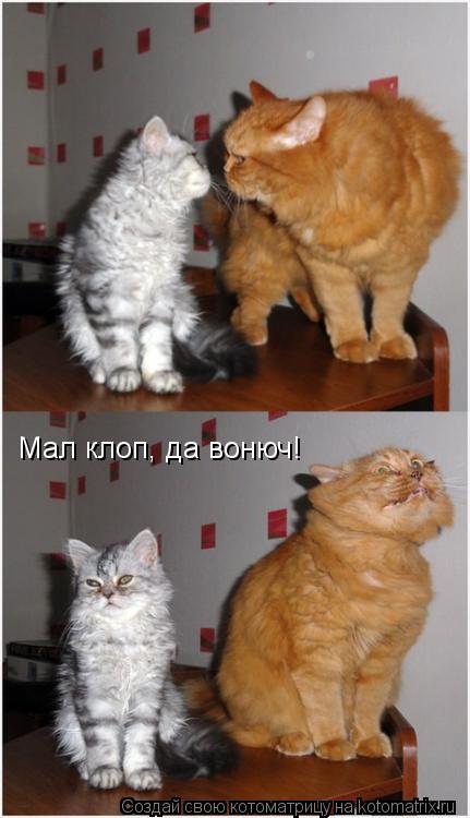 Мал клоп, да вонюч!... Котоматрица: Мал клоп, да вонюч!