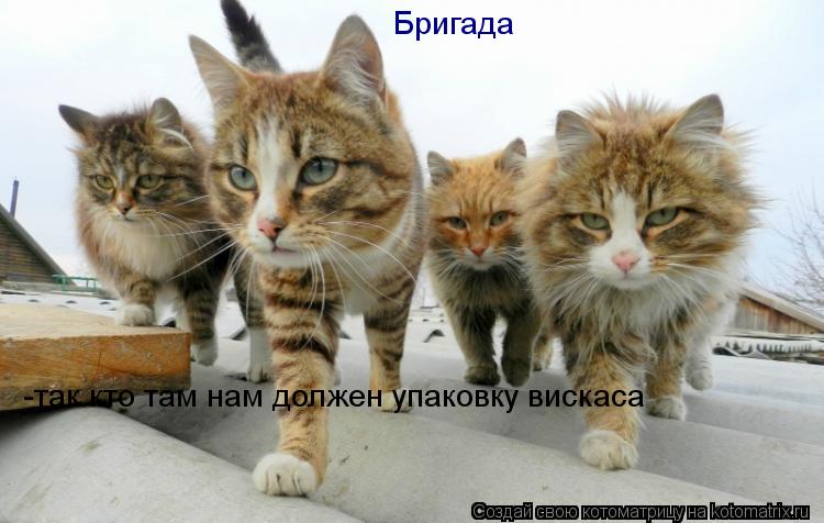 Котоматрица: Бригада -так кто там нам должен упаковку вискаса