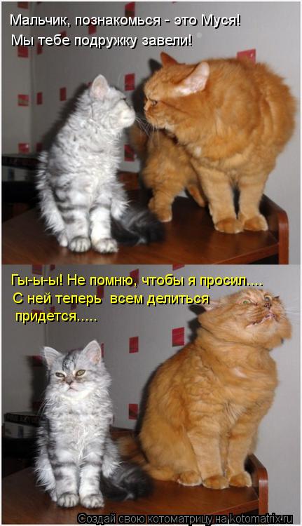 Котоматрица: Мальчик, познакомься - это Муся! Мы тебе подружку завели! Гы-ы-ы! Не помню, чтобы я просил....  С ней теперь  всем делиться придется.....