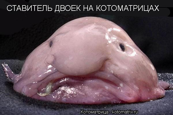 Котоматрица: СТАВИТЕЛЬ ДВОЕК НА КОТОМАТРИЦАХ