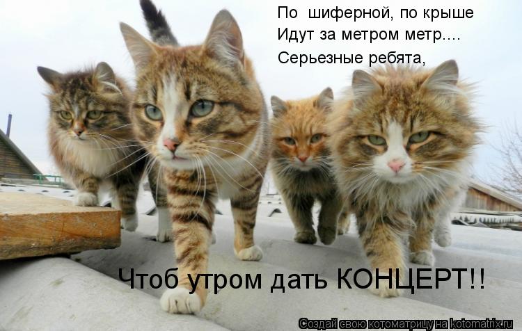 Котоматрица: По  шиферной, по крыше Идут за метром метр.... Серьезные ребята, Чтоб утром дать КОНЦЕРТ!!