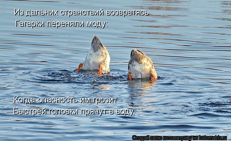 Из дальних странствий возвратясь Когда опасность им грозит - Быстрей головки прячут в воду. Гагарки п... Котоматрица: Из дальних странствий возвратясь Когда опасность им грозит - Быстрей головки прячут в воду. Гагарки переняли моду:
