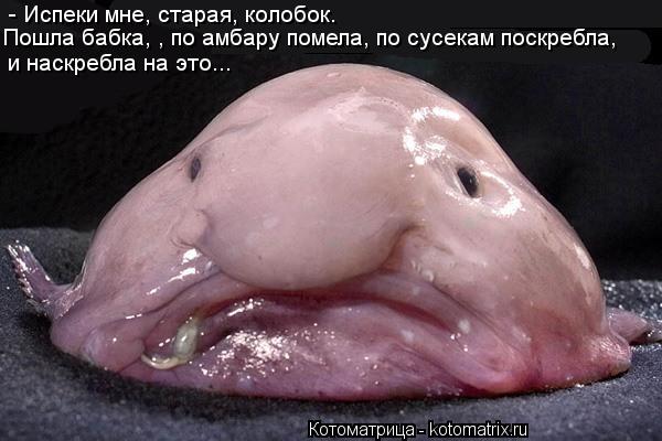 Котоматрица: - Испеки мне, старая, колобок. Пошла бабка, , по амбару помела, по сусекам поскребла, и наскребла на это...