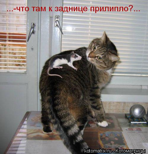 Котоматрица: ...-что там к заднице прилипло?...