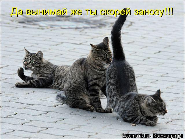 Котоматрица: Да вынимай же ты скорей занозу!!!