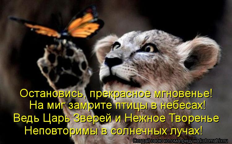 Остановись, прекрасное мгновенье! На миг замрите птицы в небесах! Ведь Царь Зверей и Нежное Творенье ... Котоматрица: Остановись, прекрасное мгновенье! На миг замрите птицы в небесах! Ведь Царь Зверей и Нежное Творенье Неповторимы в солнечных лучах!