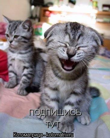 Котоматрица: ПОДПИШИСЬ ТУТ: