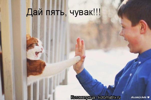 Котоматрица: Дай пять, чувак!!!