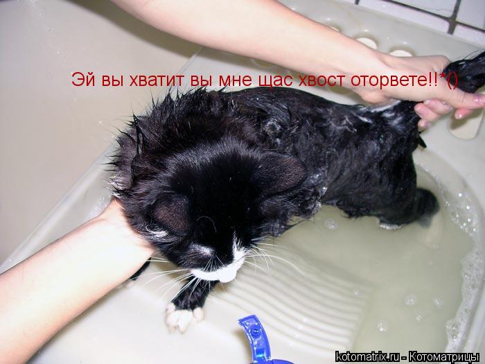 Котоматрица: Эй вы хватит вы мне щас хвост оторвете!!*()