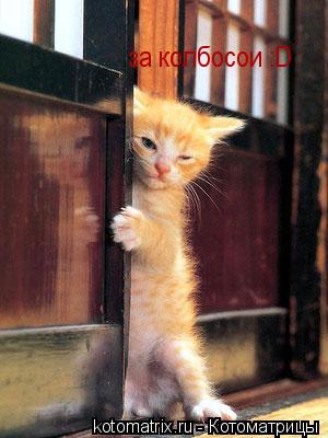 Котоматрица: за колбосои :D