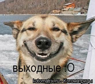 Котоматрица: выходные :O