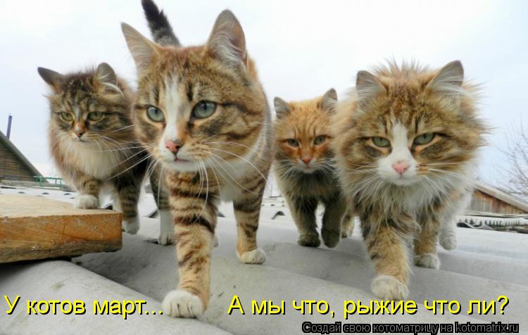 Котоматрица: У котов март...         А мы что, рыжие что ли?