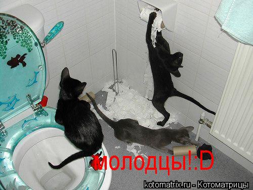 Котоматрица: молодцы!:D