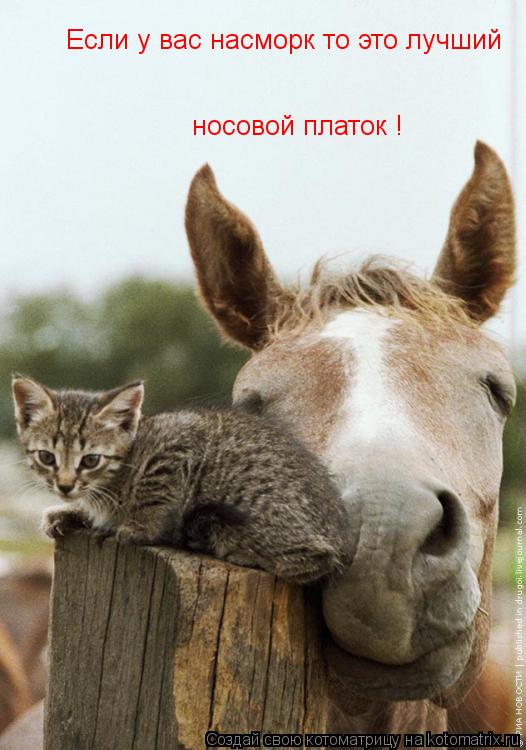 Котоматрица: Если у вас насморк то это лучший  носовой платок !
