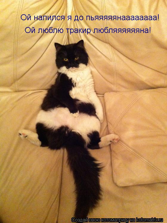 Котоматрица: Ой напился я до пьяяяяянаааааааа! Ой люблю тракир любляяяяяяна!