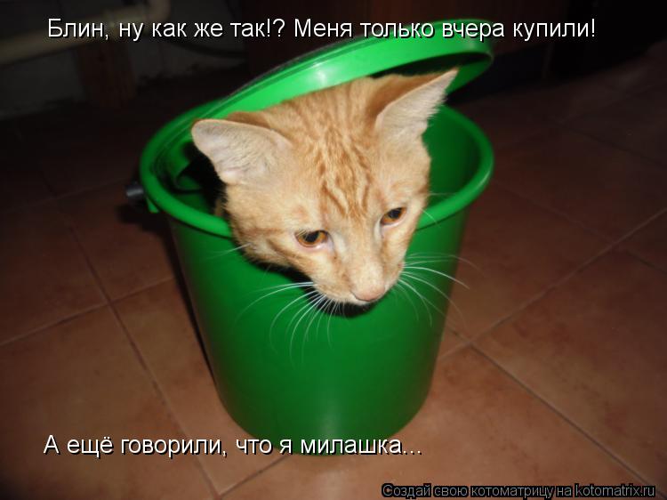 Котоматрица: Блин, ну как же так!? Меня только вчера купили! А ещё говорили, что я милашка...