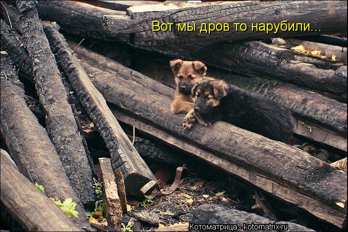 Котоматрица: Вот мы дров то нарубили...