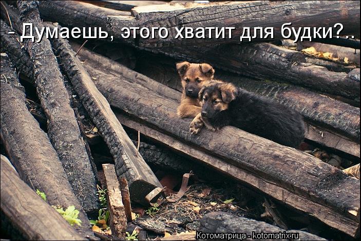 - Думаешь, этого хватит для будки?..... Котоматрица: - Думаешь, этого хватит для будки?..
