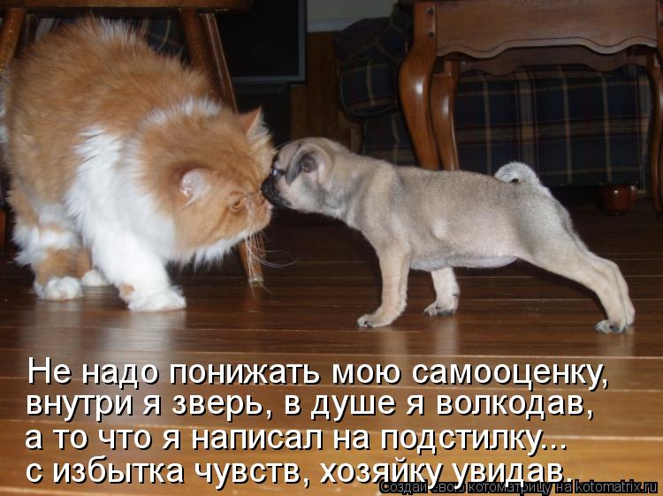 Котоматрица: Не надо понижать мою самооценку, внутри я зверь, в душе я волкодав, с избытка чувств, хозяйку увидав. а то что я написал на подстилку...