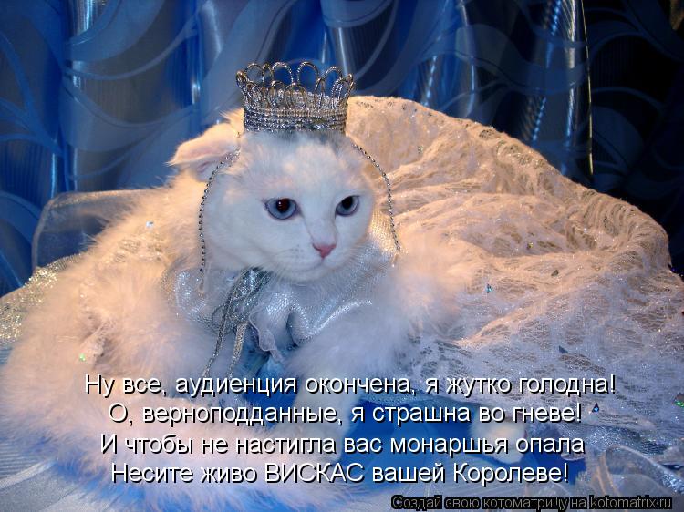 Котоматрица: Ну все, аудиенция окончена, я жутко голодна! О, верноподданные, я страшна во гневе! И чтобы не настигла вас монаршья опала Несите живо ВИСКАС 
