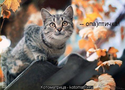 Котоматрица: -- опа)птичка!
