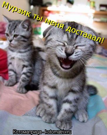 Котоматрица: Мурзик ты меня достааал!