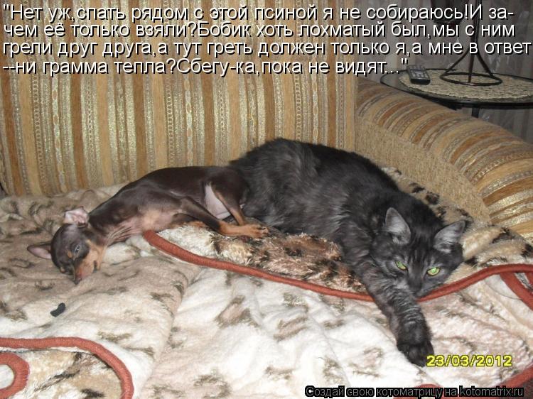 Котоматрица: "Нет уж,спать рядом с этой псиной я не собираюсь!И за- чем её только взяли?Бобик хоть лохматый был,мы с ним грели друг друга,а тут греть должен