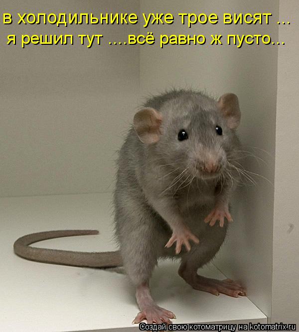 Котоматрица: в холодильнике уже трое висят ... я решил тут ....всё равно ж пусто...