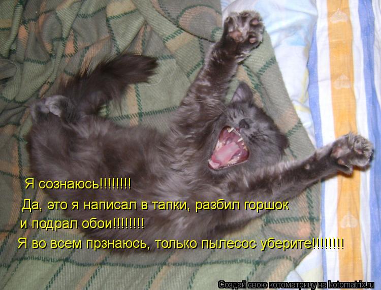 Котоматрица: Я сознаюсь!!!!!!!! Да, это я написал в тапки, разбил горшок и подрал обои!!!!!!!! Я во всем прзнаюсь, только пылесос уберите!!!!!!!!