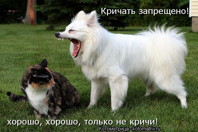 Котоматрица: Кричать запрещено! хорошо, хорошо, только не кричи!