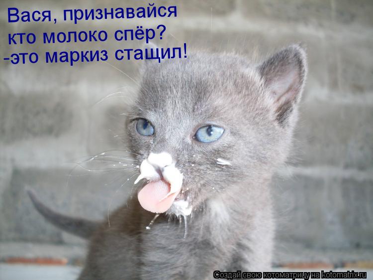 Вася, признавайся кто молоко спёр? -это маркиз стащил!... Котоматрица: Вася, признавайся кто молоко спёр? -это маркиз стащил!