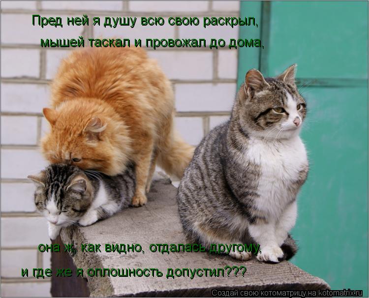 Котоматрица: Пред ней я душу всю свою раскрыл, мышей таскал и провожал до дома, она ж, как видно, отдалась другому, и где же я оплошность допустил???