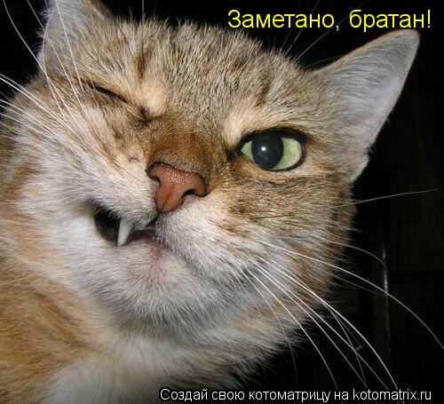Заметано, братан!... Котоматрица: Заметано, братан!