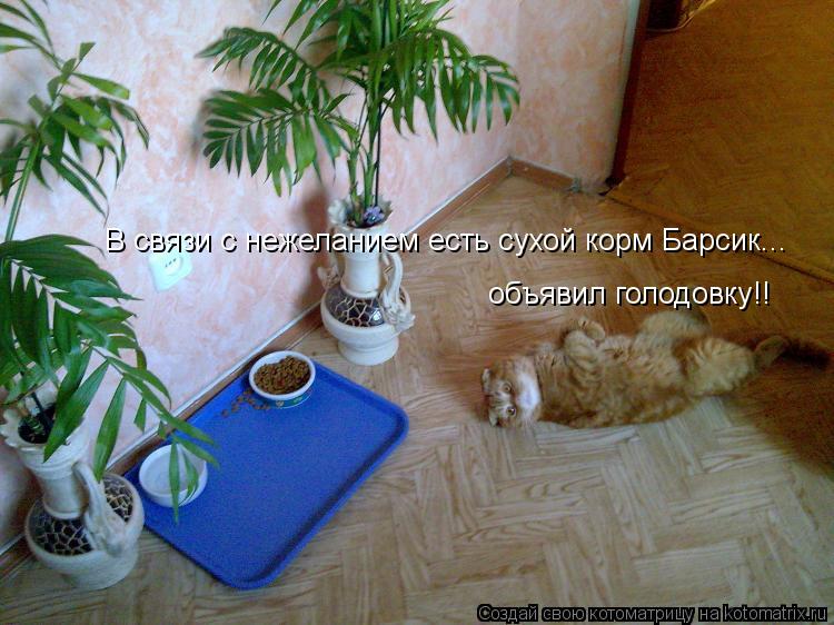 Котоматрица: В связи с нежеланием есть сухой корм Барсик... объявил голодовку!!
