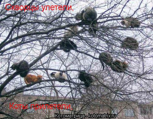 Котоматрица: Скворцы улетели, Коты прилетели,