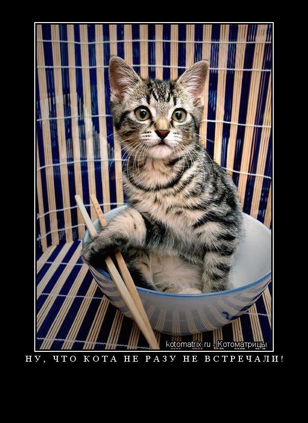 ... Котоматрица: