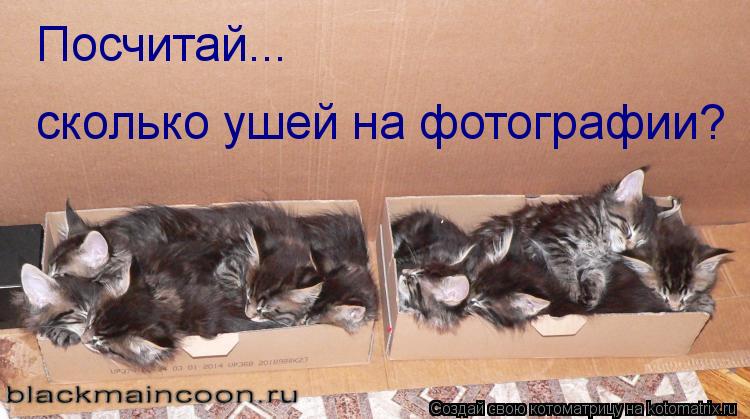 Котоматрица: Посчитай... сколько ушей на фотографии?